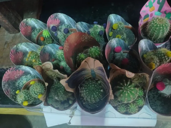 Vende-se tudo para plantas