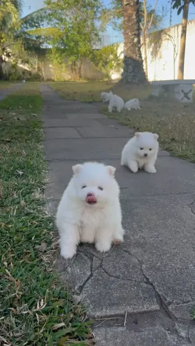 Lulu da pomerania Fêmea branca ursinha baby face com pedigree