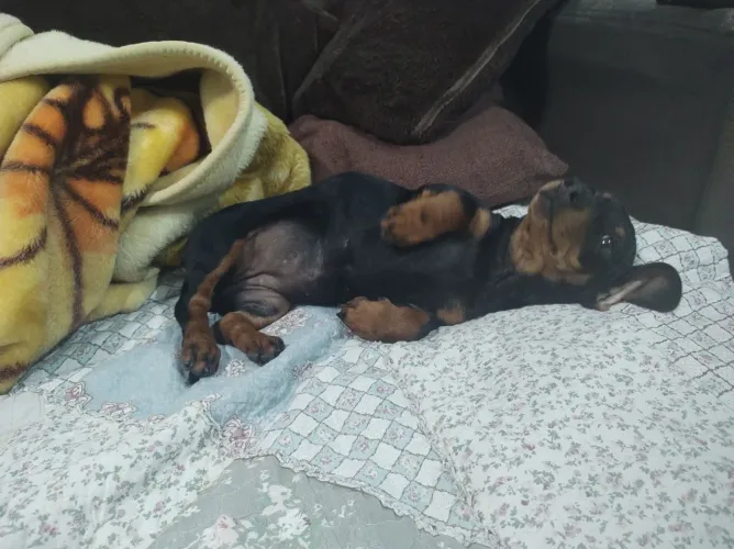 Filhote de Dachshund (salsichinha)