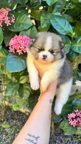 Spitz Alemão - Lulu da Pomerania 