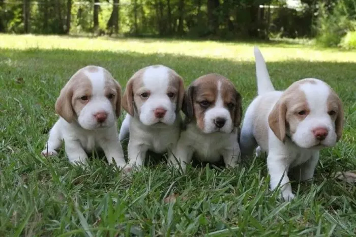 Beagles pequenos e inteligentes 