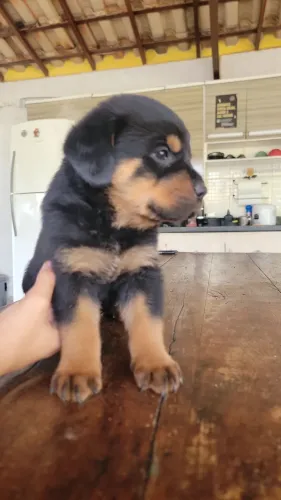 Lindos filhotes de Rottwaleir