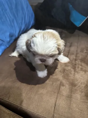 Filhote de Shih Tzu Fêmea