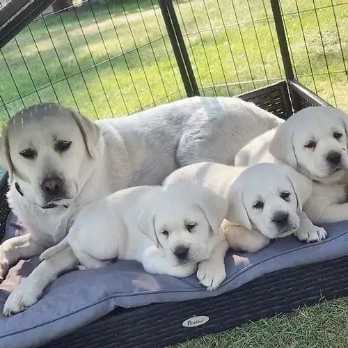 Labrador Retriever - Seu Coração Pode Encontrar Paz Em Quatro Patas