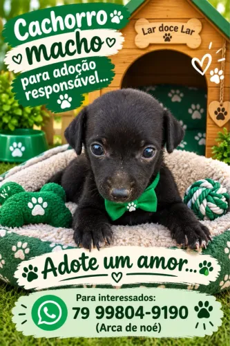 Adoção filhotes?