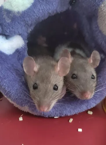 Ratas Twisters - Fêmeas
