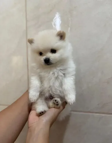 Lulu Machinho 