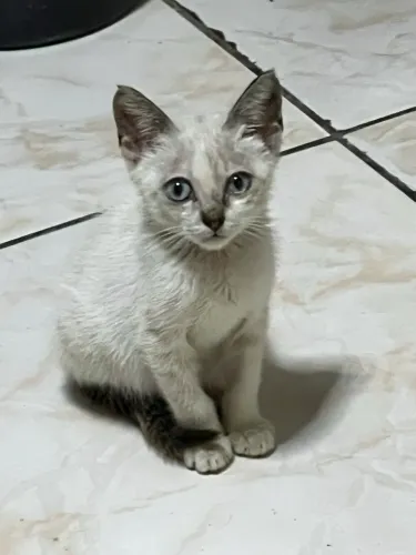 Gatinha pra adoção 