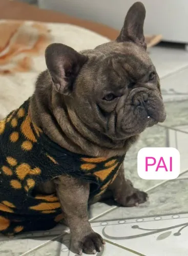 FILHOTES DE BULDOG FRANCÊS DISPONÍVEIS 