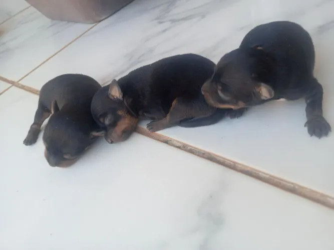 Filhote de Pinscher  pra vender mãe e pai é n°2