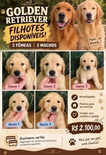 GOLDEN RETRIEVER