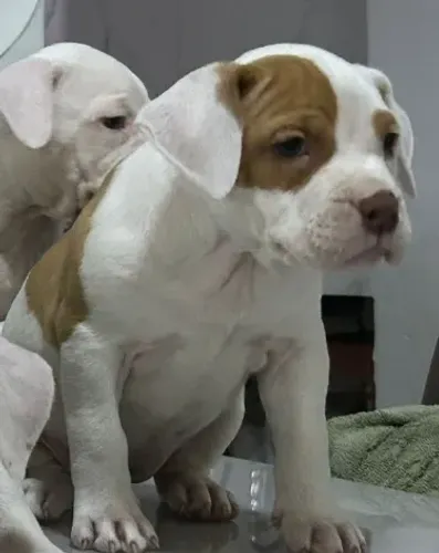 Pitbull