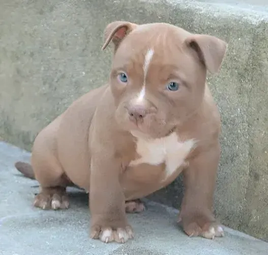 PITBULL American Bully Filhote - Pedigree