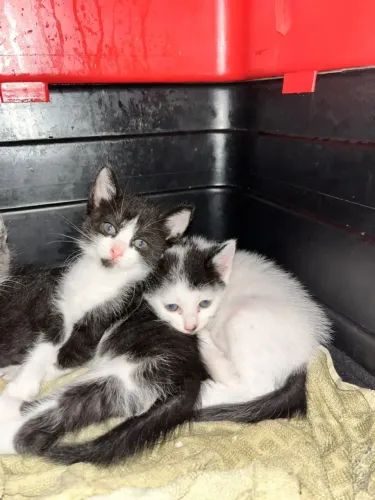 Estou doando 4 gatos