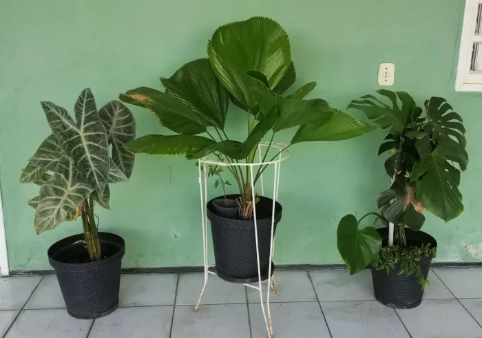 3 Plantas para decorar seu Ambiente 