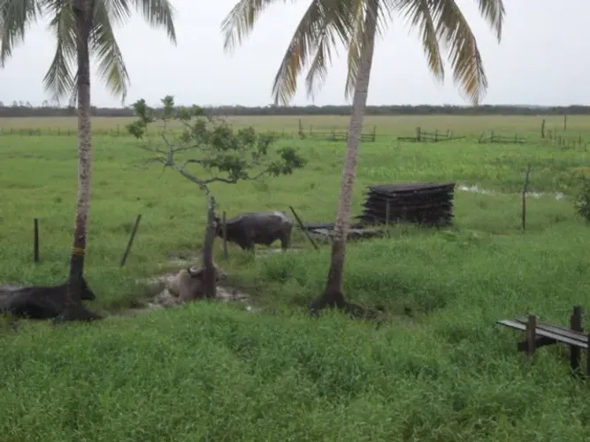 Fazenda em Pracuúba
