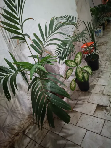 Palmeira 