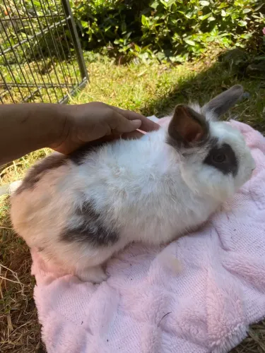 Coelhos Adultos Macho