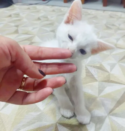 Gatinha Angorá X Siamês Branquinha 90 dias Fêmea Linda