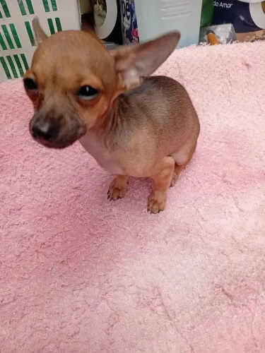 Pinscher macho a pronta entrega