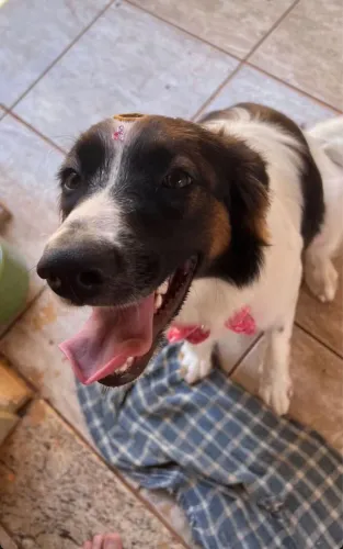 Cachorro boder collie fêmea