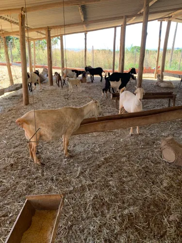 Cabras senen 