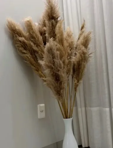 Kit com 10 NOVAS Plantas Plumas Trigo de Capim dos pampas + extensores (Decoração natural)