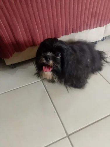 Lindo Shitzu macho a venda