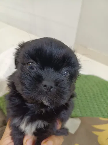 Shih tzu machinho 