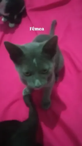 Doação de gatinhos