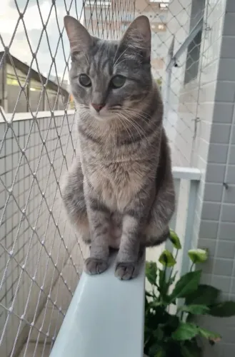 Gatas para doação