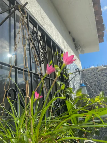 Muda de Lírio-do-Vento (Zephyranthes)