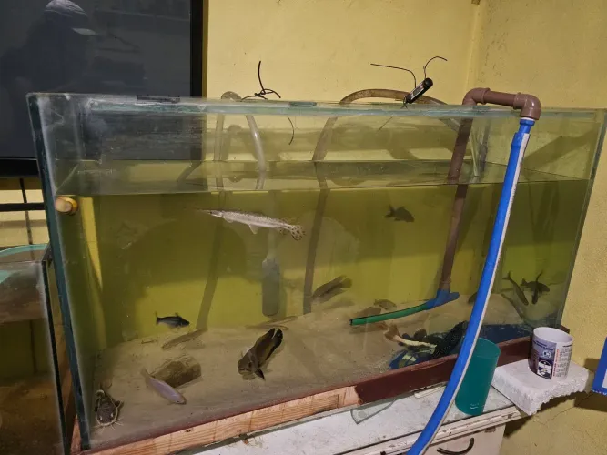 Aquário 250l