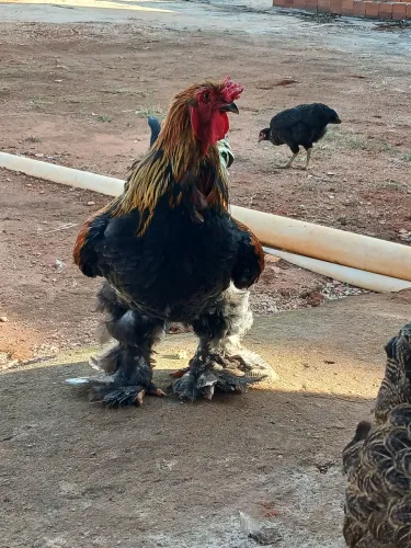 Galo brahma perdiz adulto