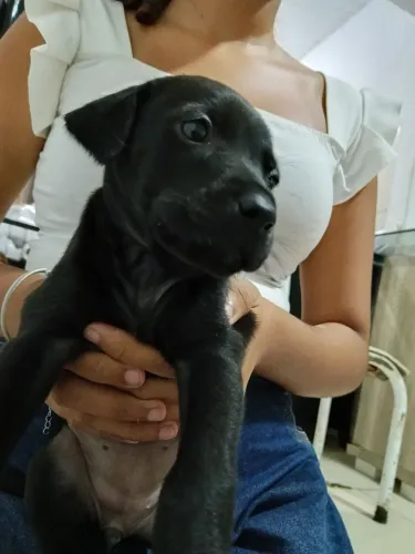 Cachorros filhotes de labrador na cor chocolate,preto e bege todas fêmea