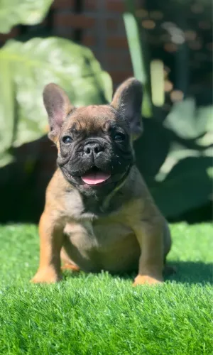 Filhote Bulldog Frances Femea