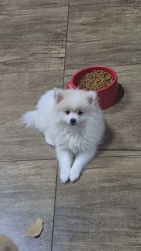 Spitz alemão MACHO pronta entrega