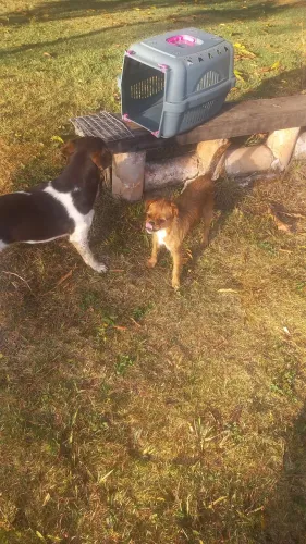 Doação de cachorrinha