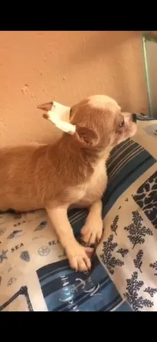 Filhote chihuahua macho 
