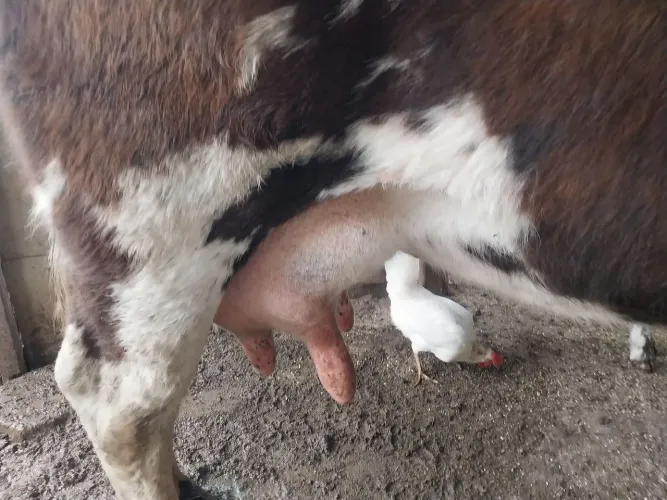 Vaca ?