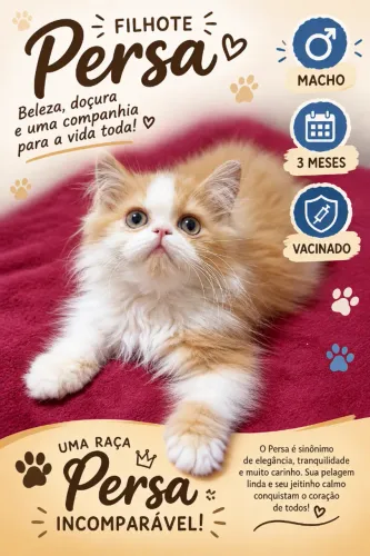 FILHOTES PERSAS DISPONIVEIS