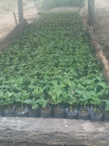 Vendo 800 mudas de café catuai