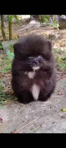 Spitz alemão anão preto disponível.