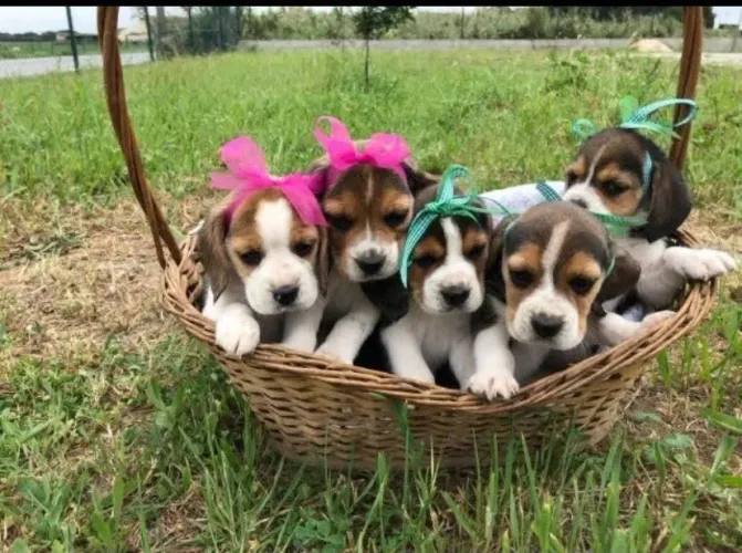 Filhote de Beagle o amigo de patinhas que adora descobrir novidades