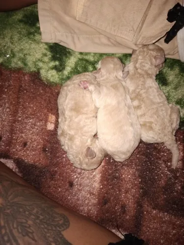 Cachorro Poodle Toy