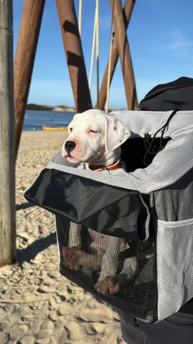 Dogo Argentino fêmea com Pedigree 