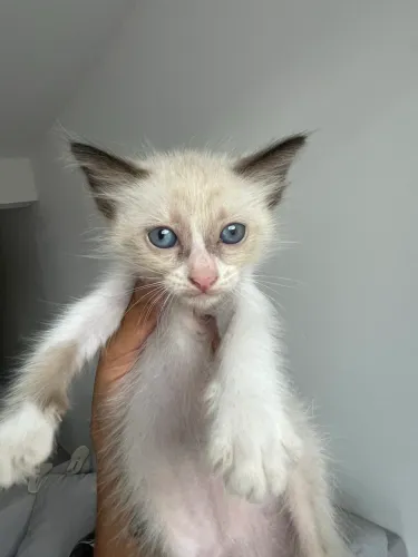 Doação de Gata 