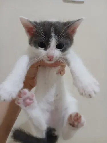 Doação de gatinhos filhotes