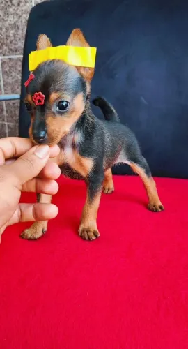 Pinscher preto e canela