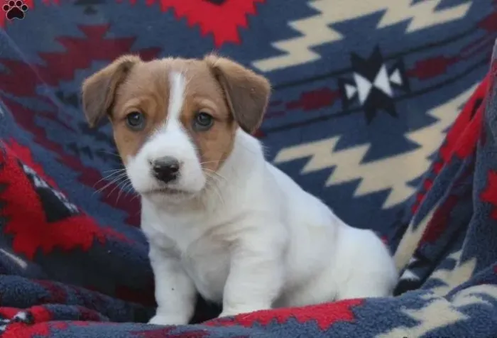 Jack Russell Terrier,Jack Russell Terrier Filhote Selecionado com Excelente Procedência